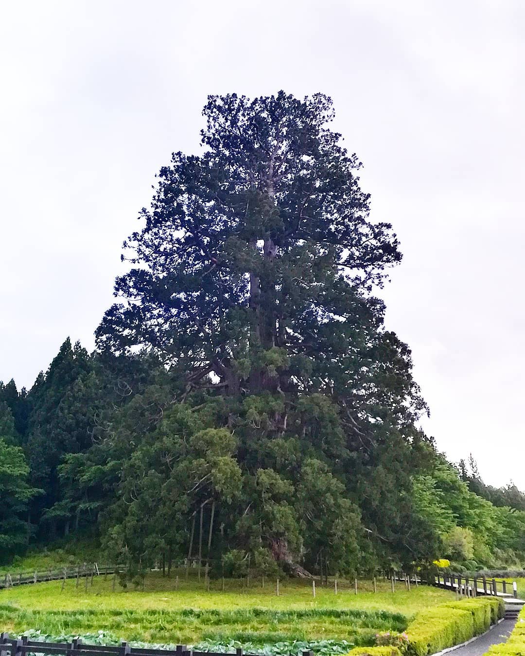 Majestic Cedar Tree, the largest in the world, towering over the forest with its impressive size and grandeur.  Trees That Start With C