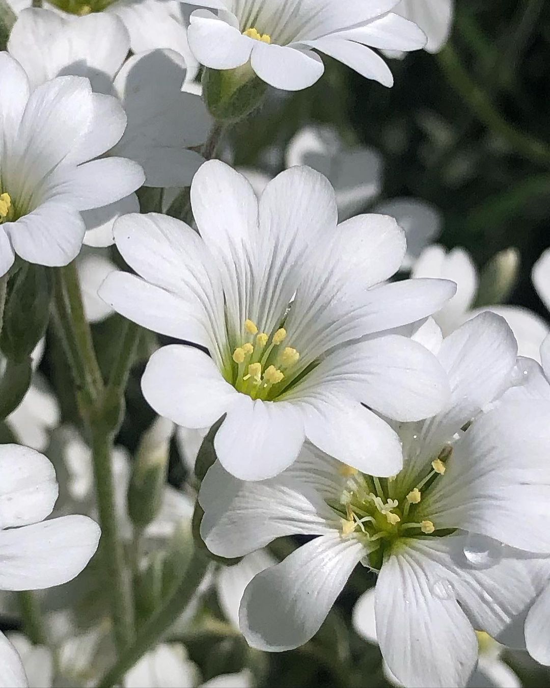 Cerastium 