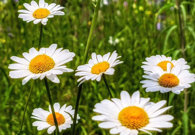 Chamomile Flower : Nature's Gentle Healer