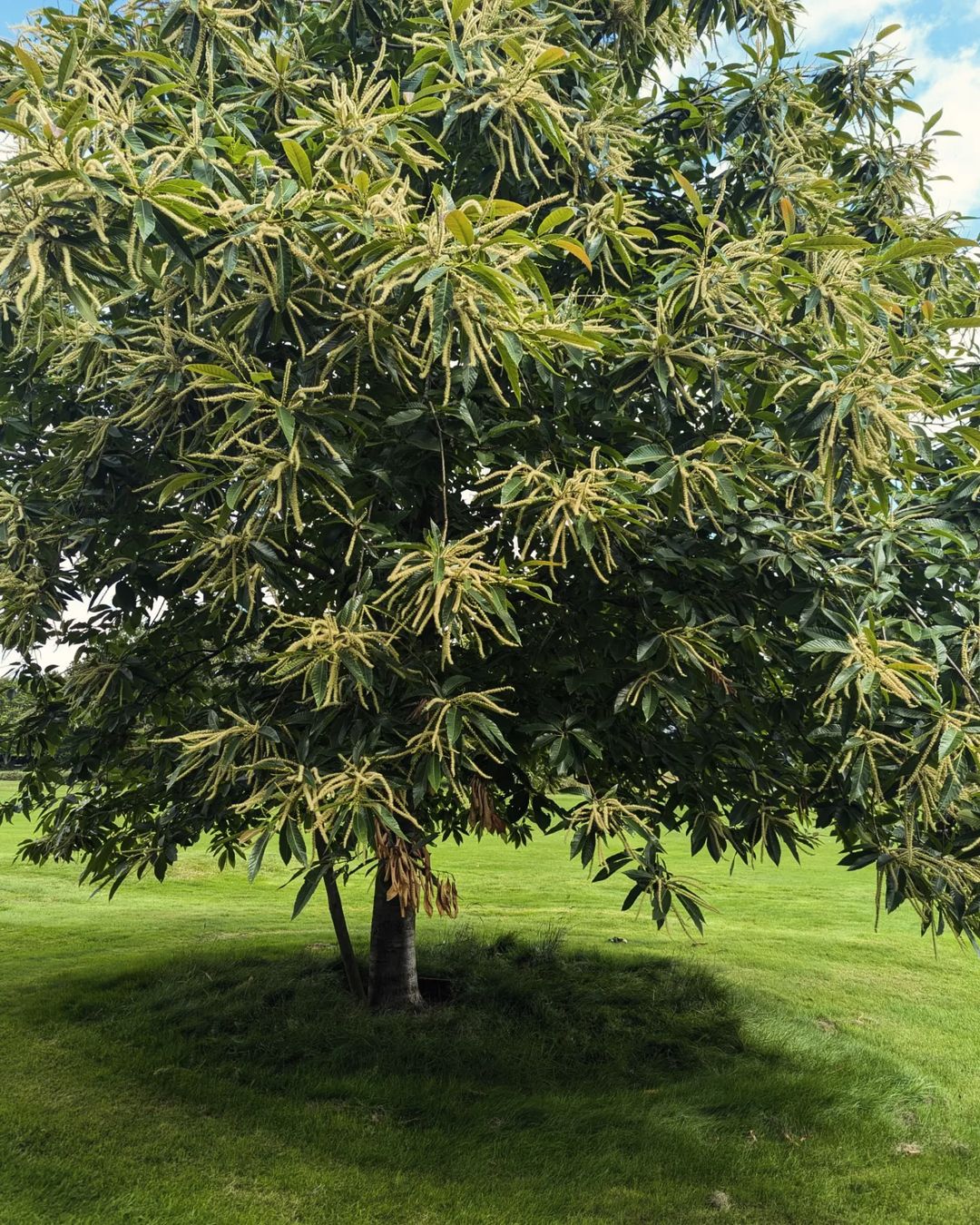 A majestic Chestnut Tree with abundant leaves. Trees That Start With C