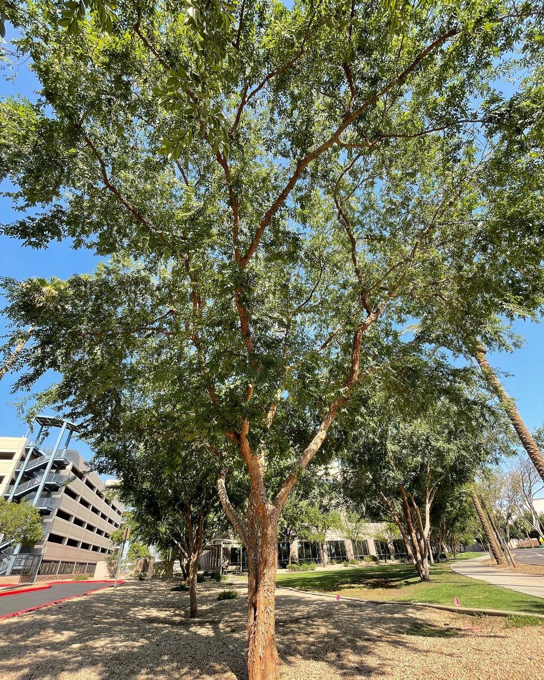 Chinese Elm Tree in a park with a building in the background. Trees That Start With C