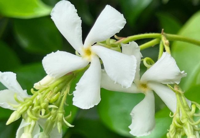 Chinese Star Jasmine : A Fragrant Gem for Your Garden