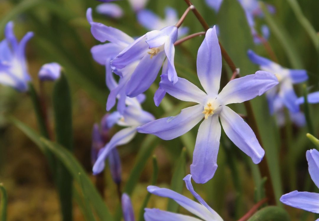 Chionodoxa : The Tiny Blue Stars of Early Spring