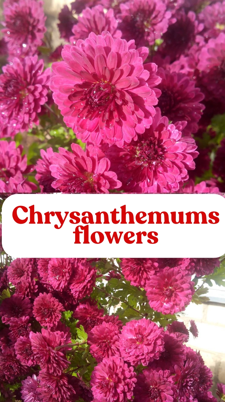 Chrysanthemums Flowers: Complete Growing Guide, Symbolism &amp; Pot Care Tips