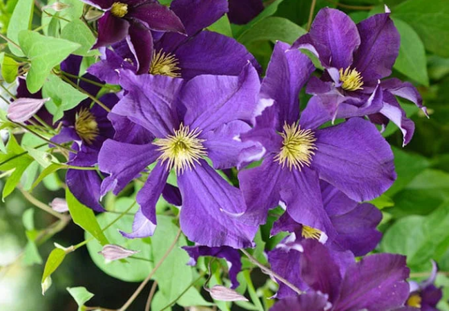 Leather Flower (Clematis) Guide: How to Grow and Care for This Beautiful Plant