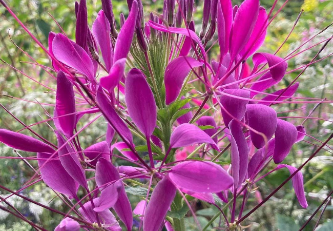 Cleome The Spider Flower That Brightens Gardens flowers starting with C