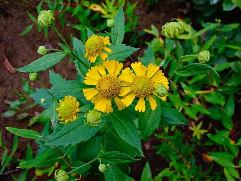 Bright yellow flowers of Common Sneezeweed in forest setting.