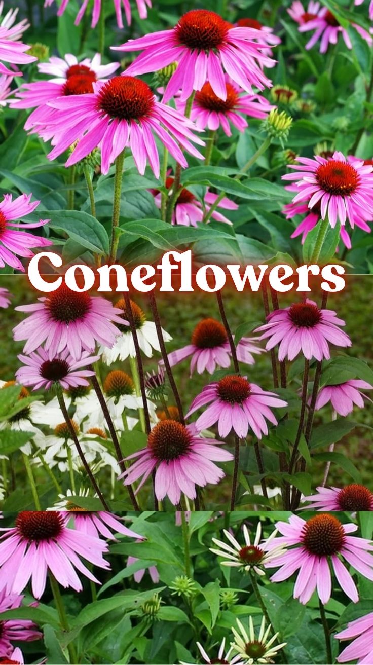 Coneflowers: Your Ultimate Guide to Growing These Colorful Garden Stars