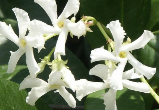 Confederate Jasmine : A Fragrant Beauty for Your Garden