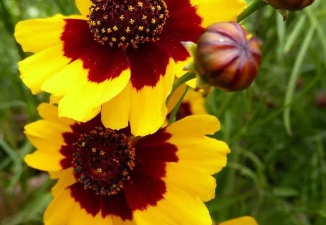 Coreopsis Flower (Tickseed): A Complete Guide to Growing, Caring, and Enjoying This Vibrant Bloom