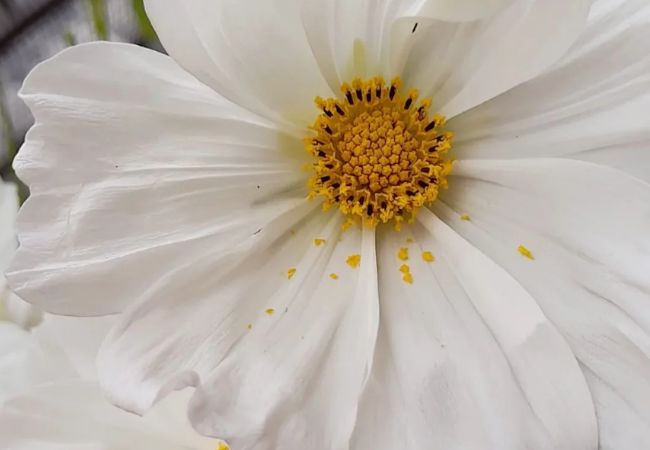 Cosmos Flowers: A Gardener’s Guide to Growing and Enjoying These Vibrant Blooms