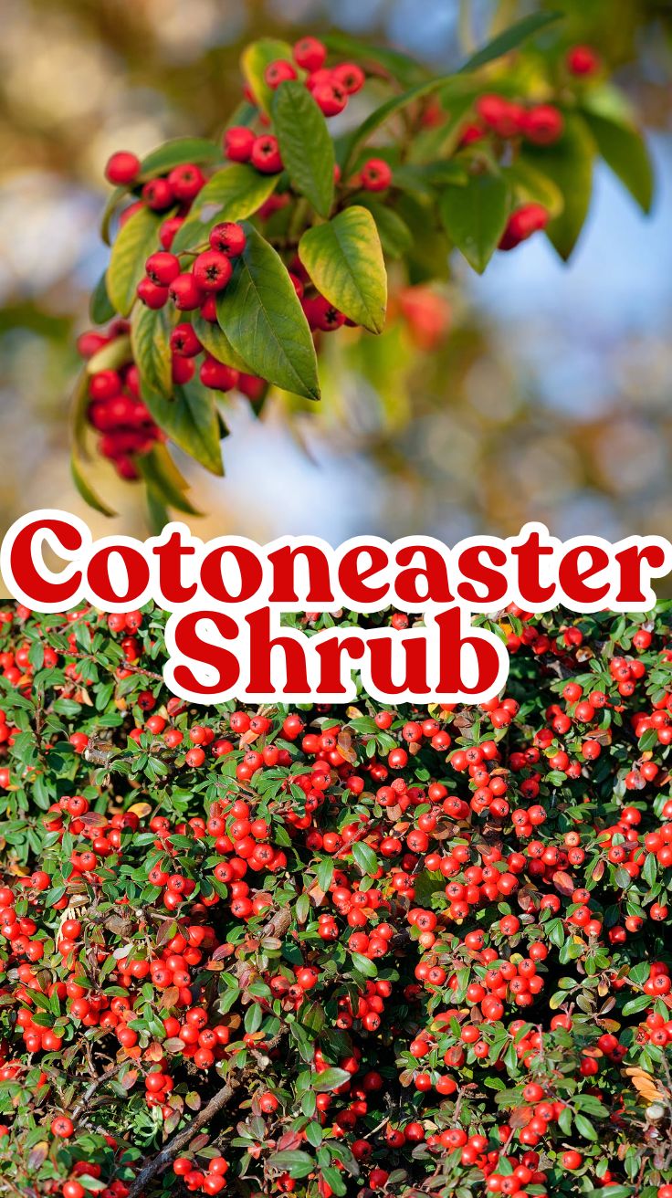 Cotoneaster Shrub: A Gardener’s Guide to Growing and Thriving