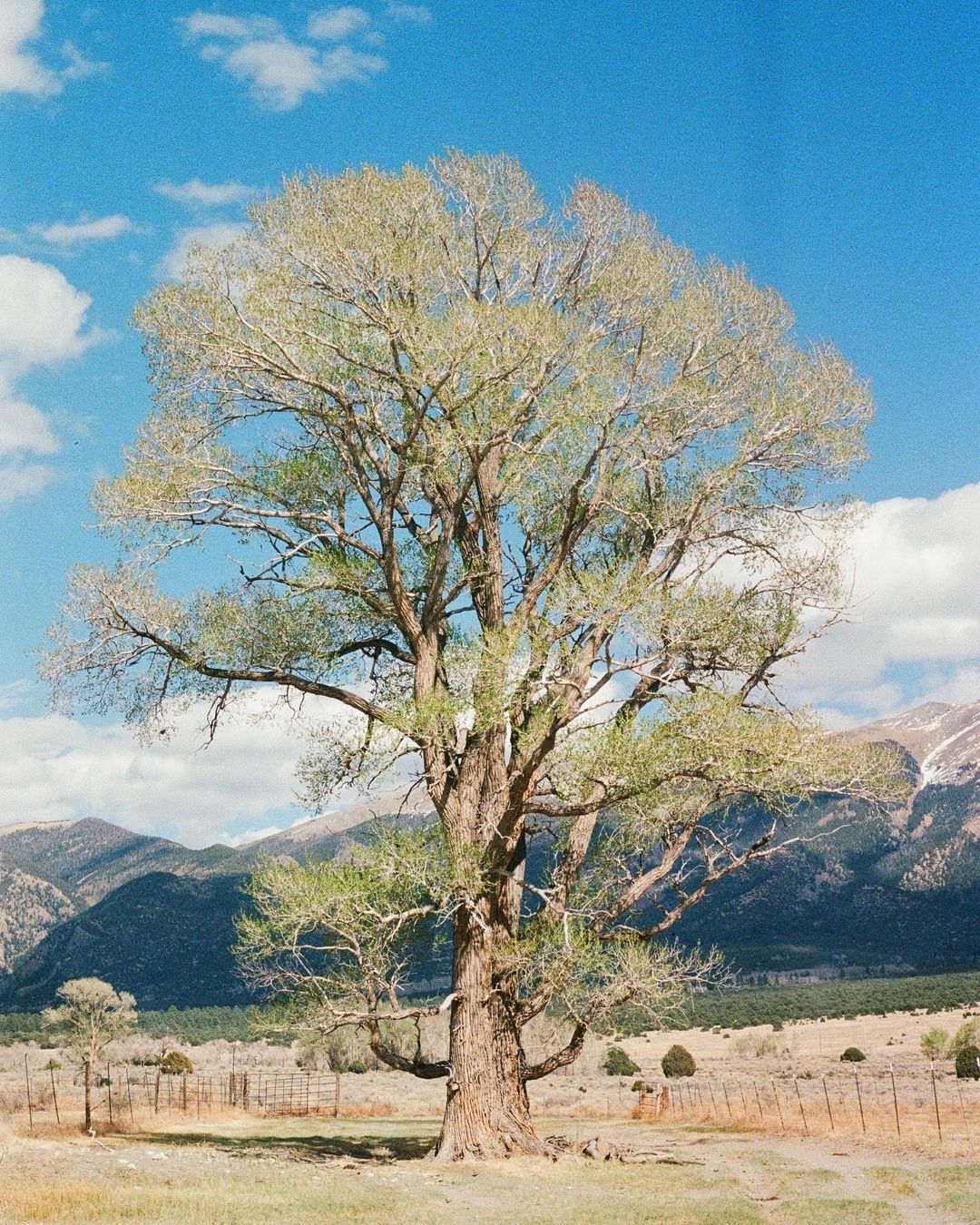 A Cottonwood Tree standing tall in the middle of a field. Trees That Start With C