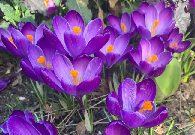 Crocus flowers starting with C