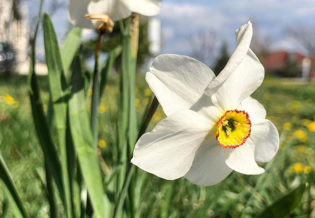 Daffodils (Narcissus)