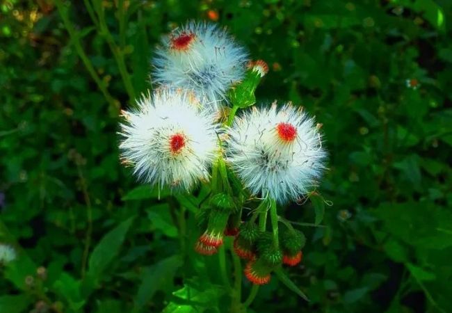 Dandelions : The Unsung Heroes of Your Lawn and Garden
