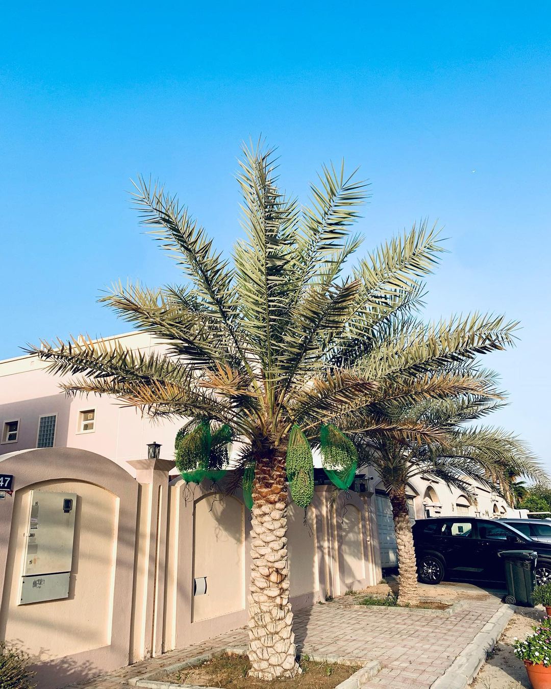 Date Palm tree in front of a building with a car parked in front. trees that start with D