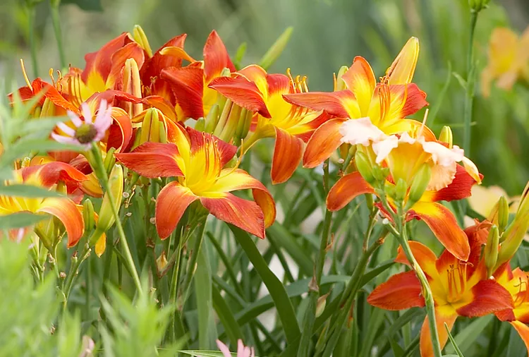 Daylilies companion plants for Iris
