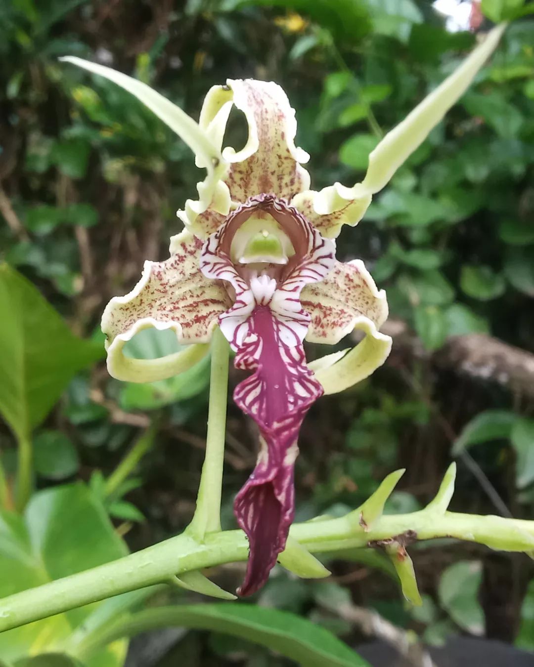 Dendrobium spectabile is a striking orchid species known for its twisted, spider-like flowers and intricate patterns.flowers that look like vaginas