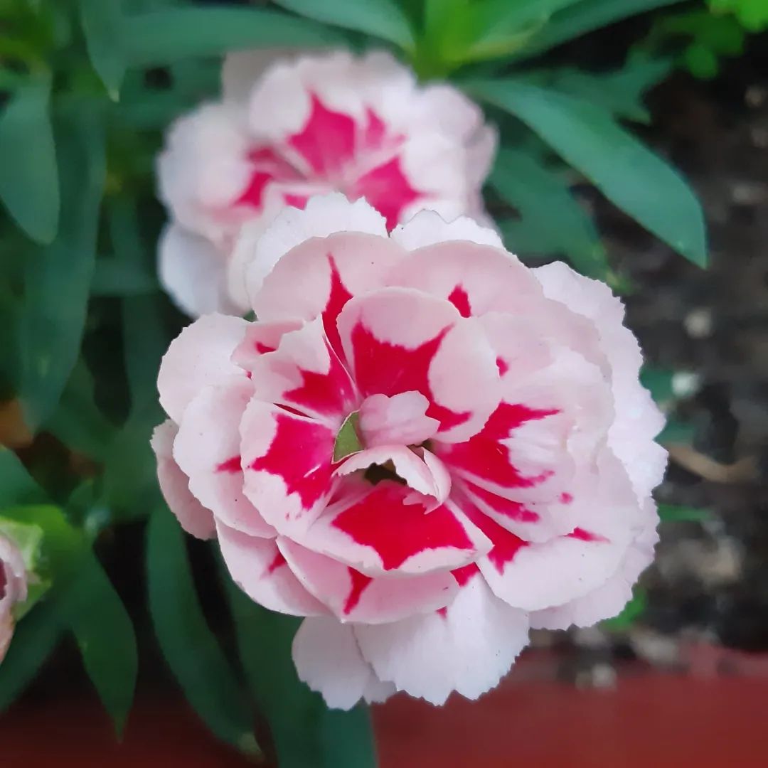 Macro shot of a pair of pink and white Dianthus flowers.