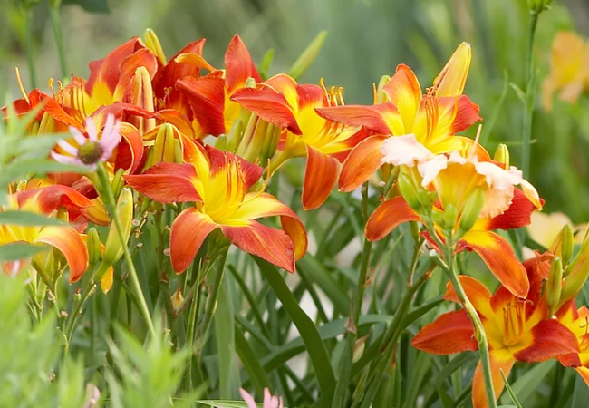 Daylilies : The Carefree Beauties of American Gardens