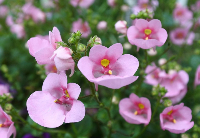 Diascia(Twinspur) : The Charming Twinspur Flower for Your Garden