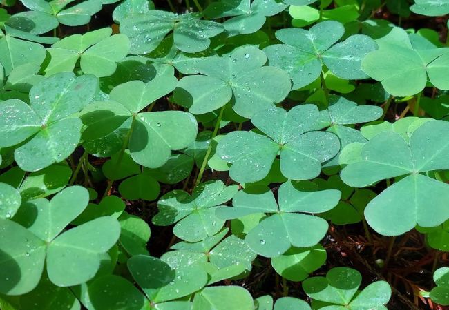 Discover the Fascinating World of the Four Leaf Clover Plant : Luck, Myths and Tips