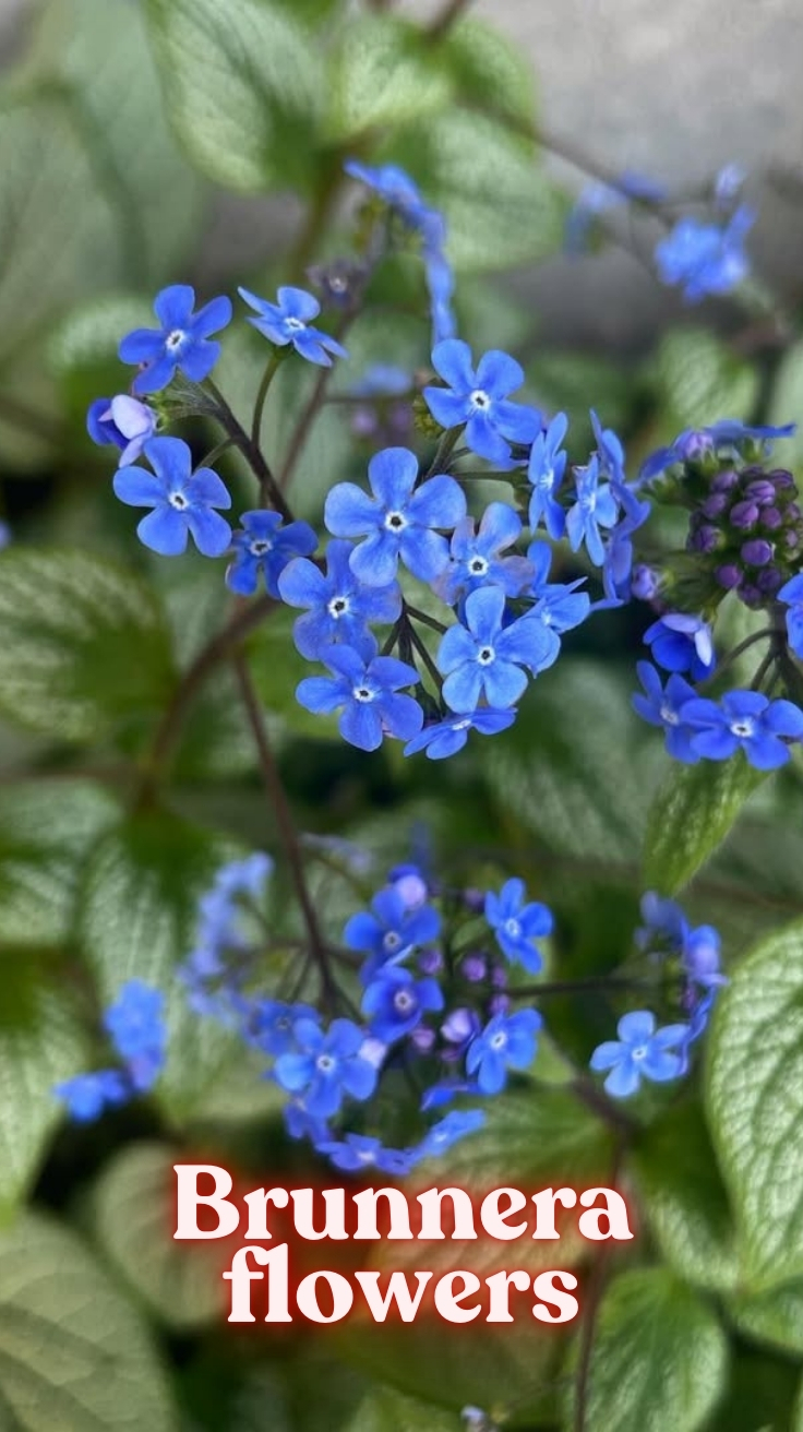Brunnera Flowers: A Shade Gardener’s Secret Weapon