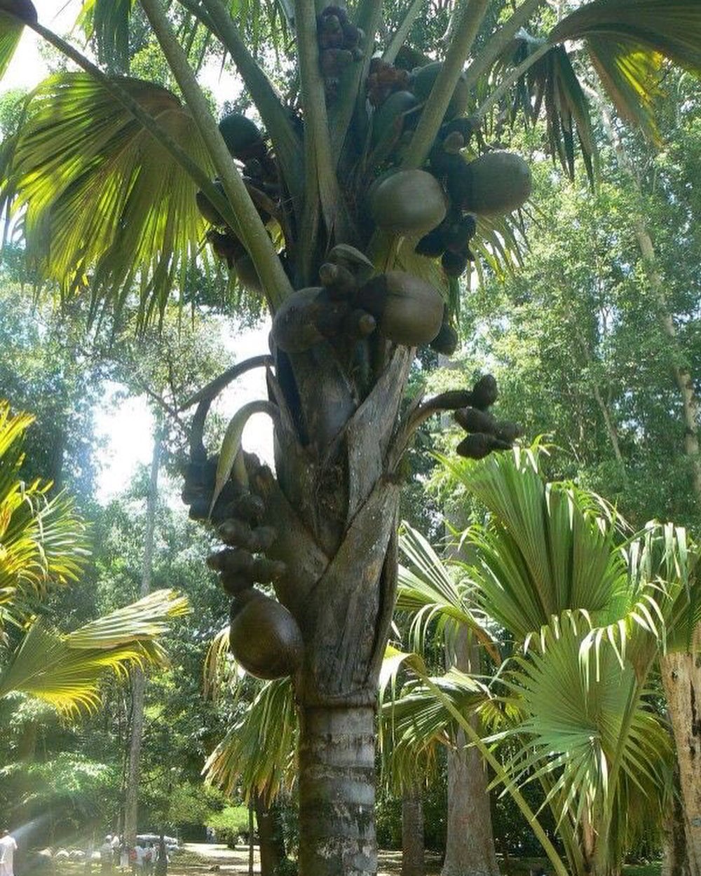 A Double Coconut Palm tree with fruit hanging from it.
