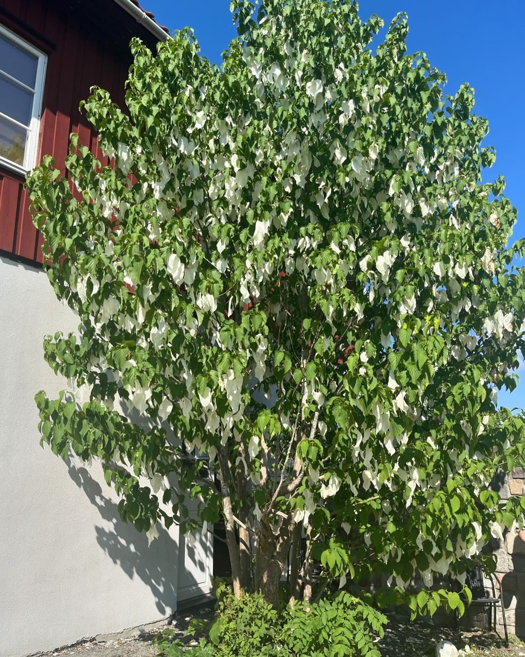 White flowers of a Dove Tree blooming in front of a building. trees that start with D