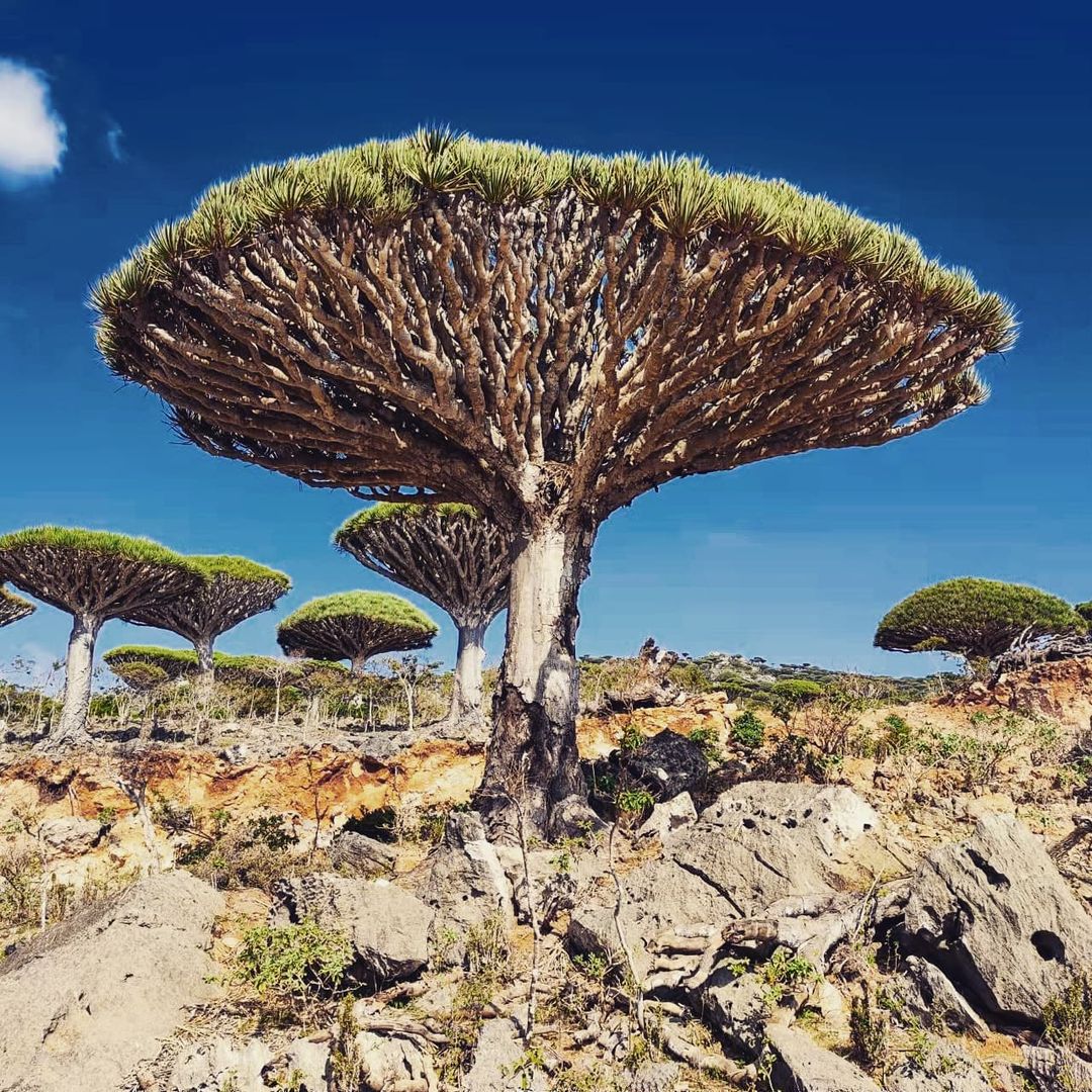A Dragon Blood Tree standing tall in the desert landscape. trees that start with D