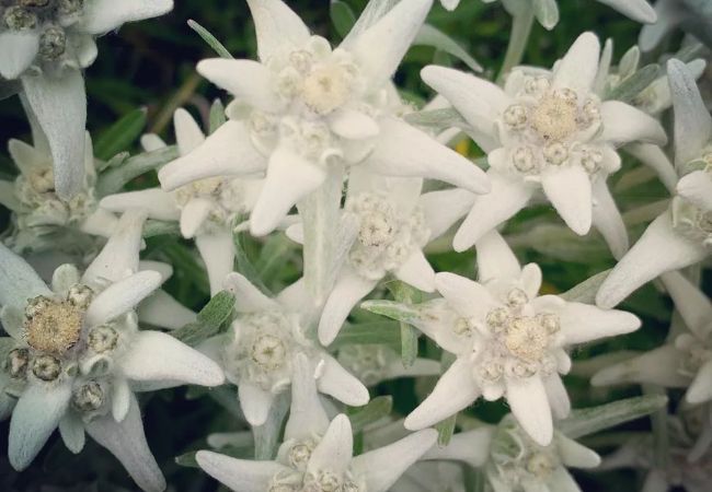 Edelweiss : The Alpine Star of Your Garden