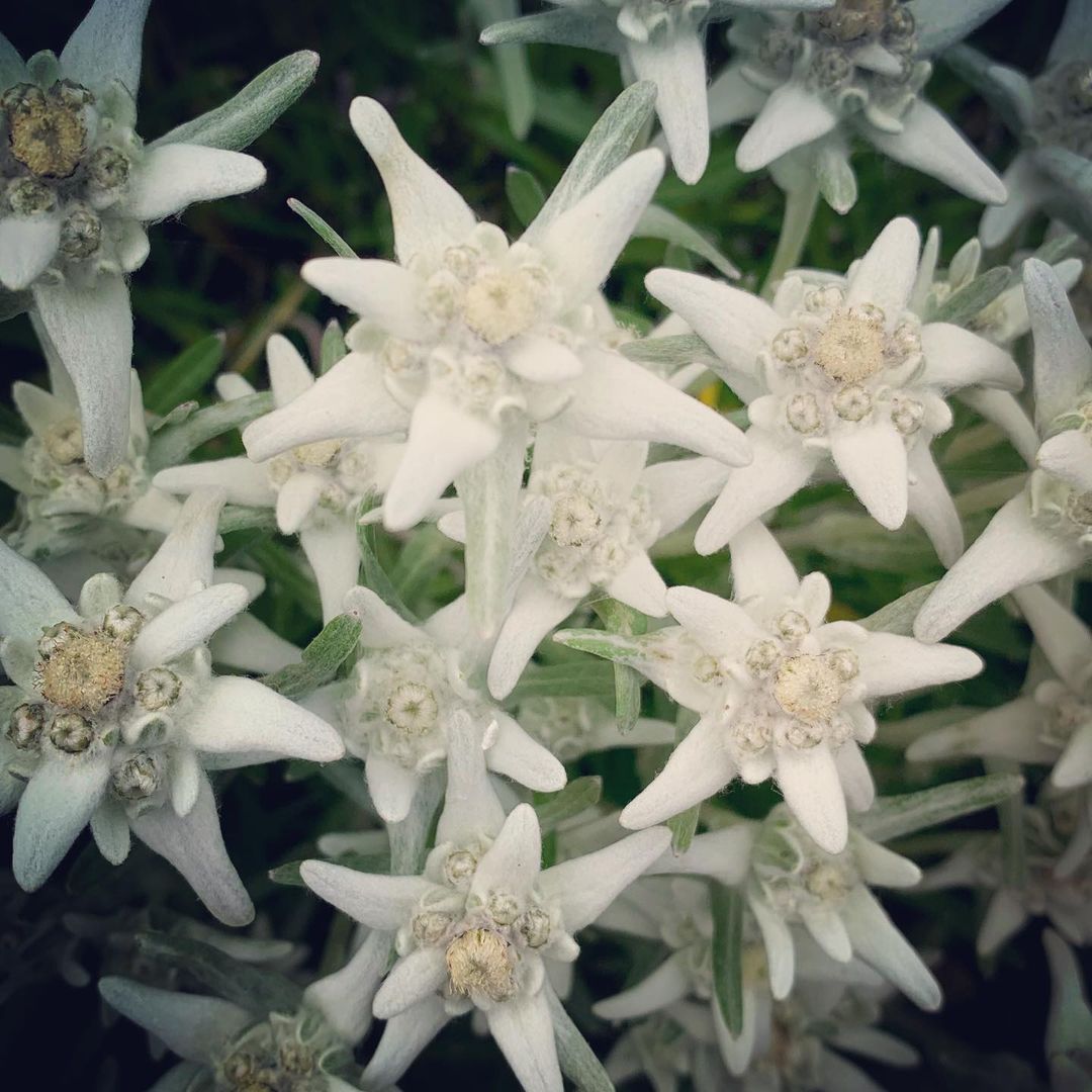 White Edelweiss flowers with small petals.