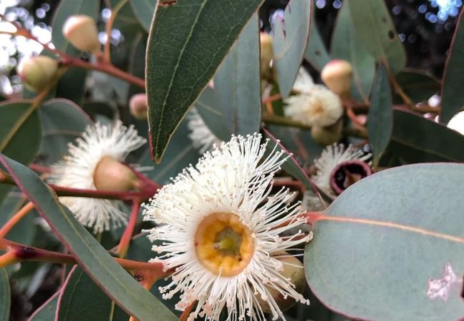 Eucalyptus : The Aromatic Wonder in Your Garden