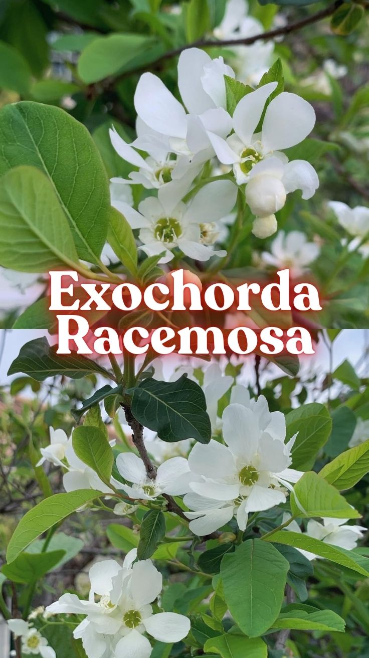 Exochorda Racemosa – Common Pearlbush: Your Ultimate Growing Guide