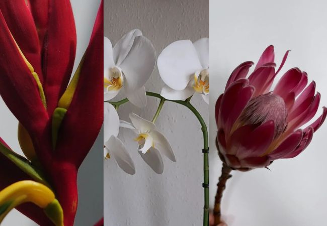 Exotic Cut Flowers : Adding Tropical Flair to Your Arrangements