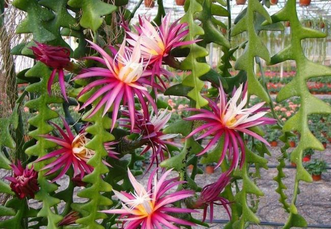 Explore 14 Stunning Trailing Succulent Varieties for Home