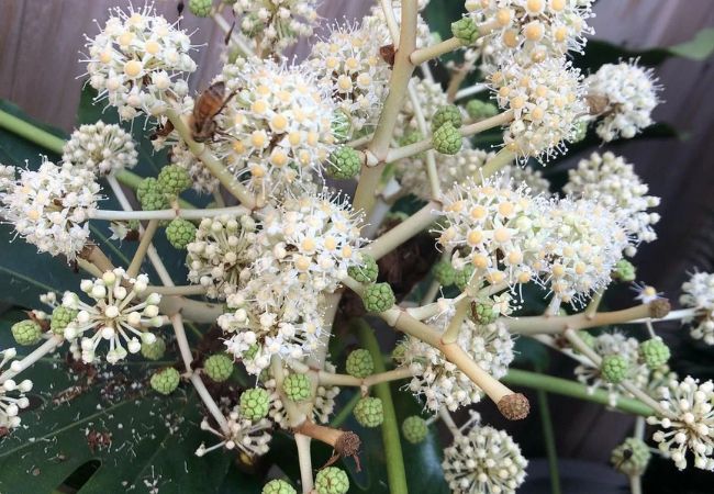 Fatsia Flower : Everything You Need to Know