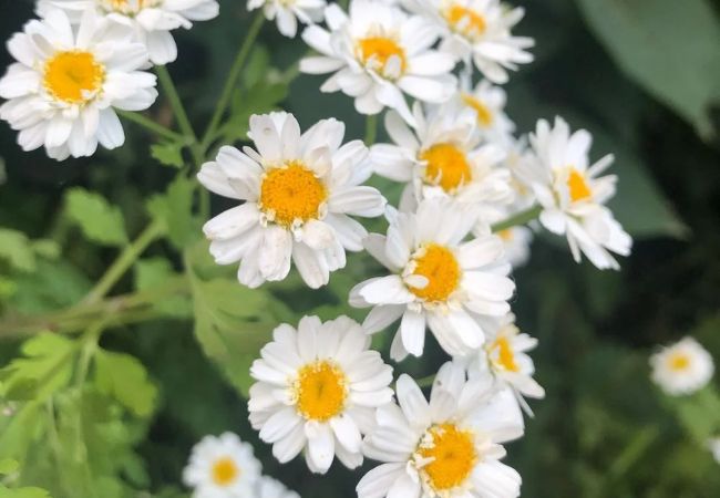 Feverfew Flower : Nature's Remedy in Your Garden