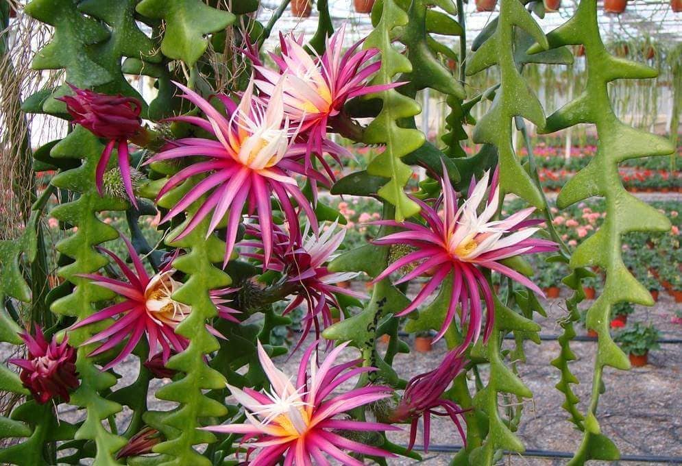 Pink flowers and green leaves of a Fishbone Cactus plant.