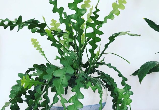 Fishbone Cactus: A Striking Succulent That’s Easier Than You Think