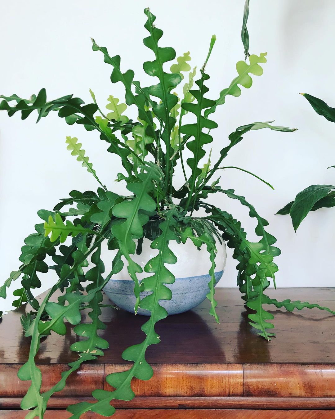 A Fishbone Cactus potted plant on a wooden table.