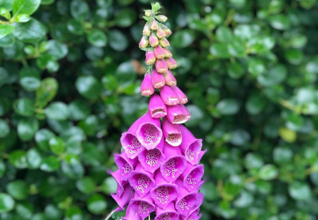 Foxglove : Nature's Enchanting Bell Tower