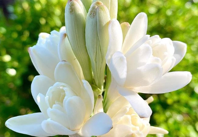 Fragrant Delights : Top 15 Sweet-Smelling Cut Flowers