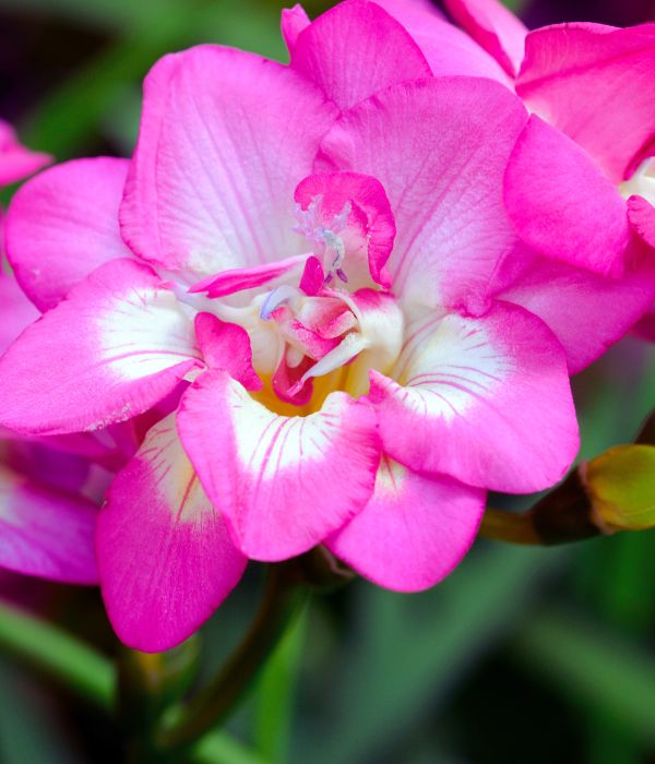 Vibrant, fragrant flowers with a delicate trumpet shape, perfect for adding elegance to any bouquet.