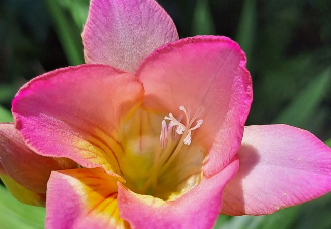 Freesia : The Sweet-Smelling Beauties of Your Garden