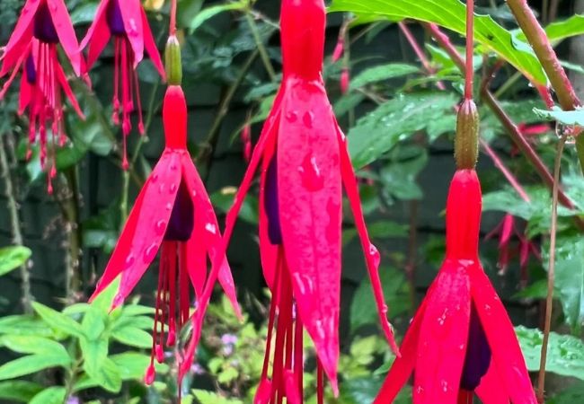 Fuchsia Flowers : Hanging Beauties for Your Garden