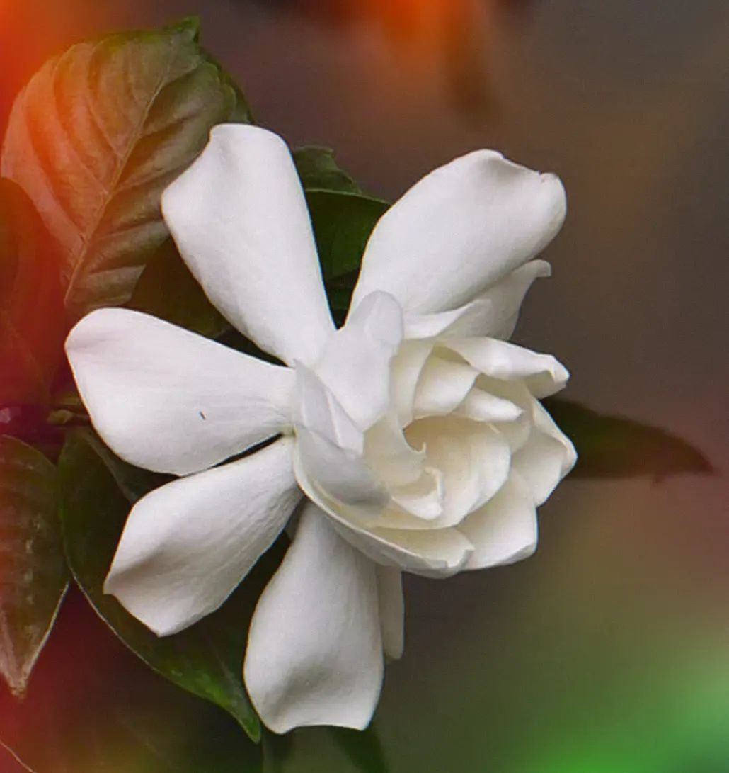 White gardenia flower with green leaves against a blurred background.