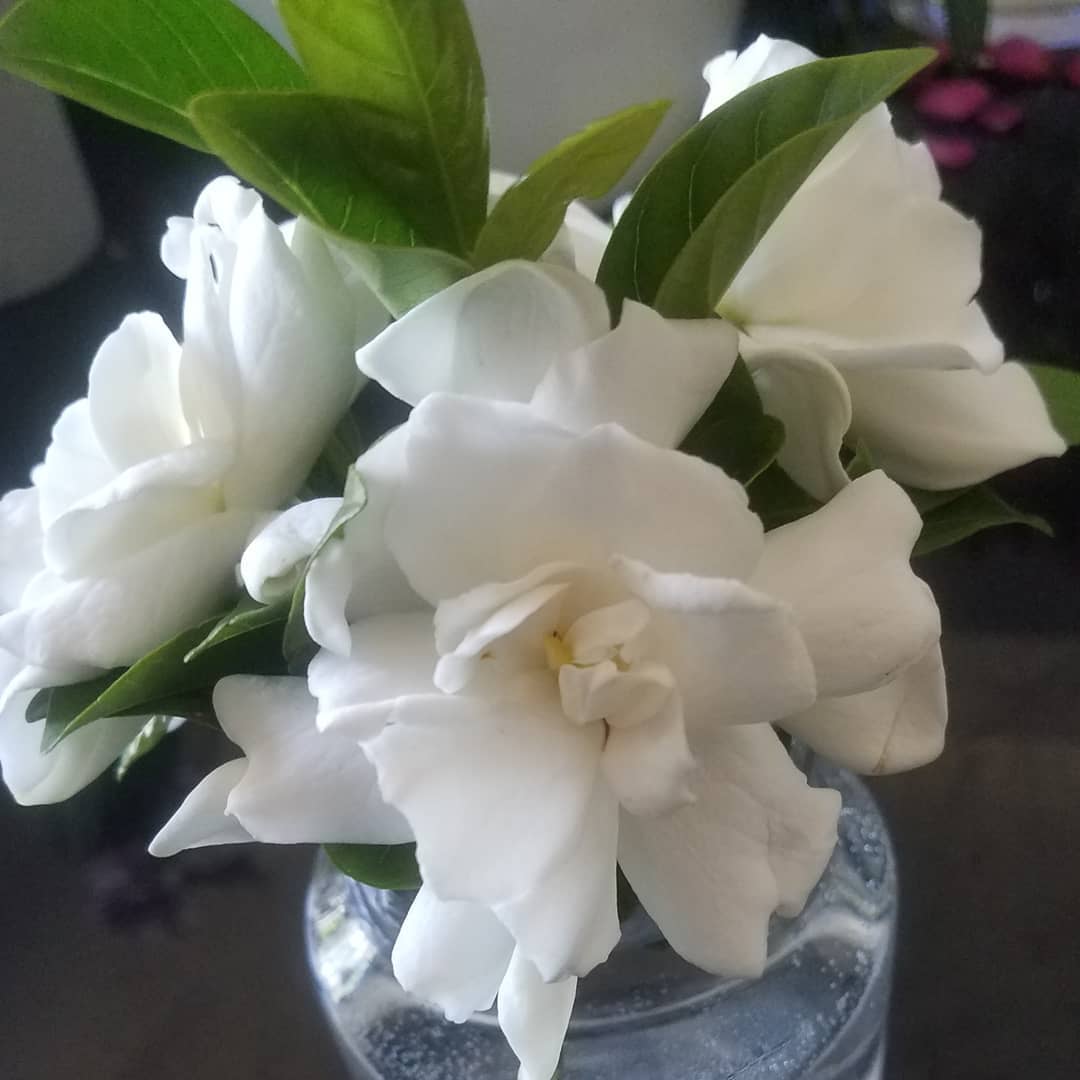 A vase of white gardenias on a table.
