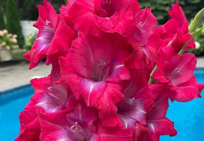 Gladiolus : Elegant Spikes of Color for Your Garden
